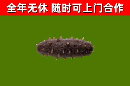 盐边县烟酒回收干海参.jpg